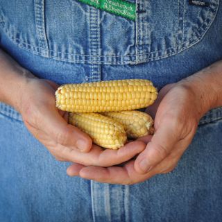 Trio of Orchard Baby Corn cobs being cradled in hands.