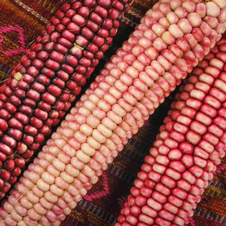 Hopi Pink Flour Corn in multiple shades.