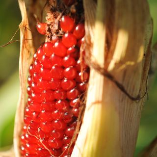 Strawberry Popcorn on stalk.