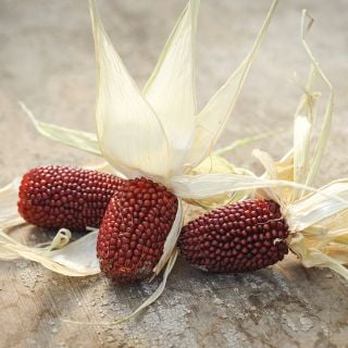 Strawberry Popcorn cobs with husk.