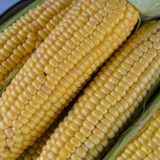 True Gold Corn cobs close-up