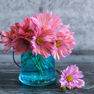 Apricotta Cosmos in vase 