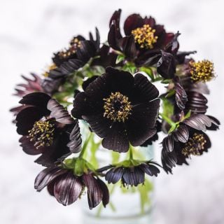 Cosmos Black Magic