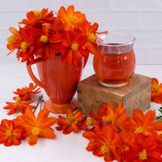 Cosmic Red Coreopsis flowers with tea on a light background.