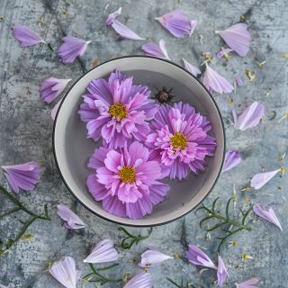 Double Dutch Rose Cosmo flowers floating in a bowl of water 