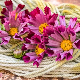 Seashell cosmos on yarn 