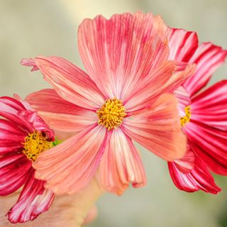 Velouette Cosmos