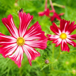Velouette Cosmos
