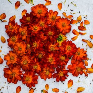 Overhead view of Cosmic Red Cosmos on a light grey background.