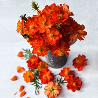 Cosmic Red Cosmos arranged in a tin cup surrounded by blooms on light background.