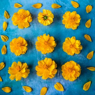 Nine Cosmic Yellow Cosmos flowers surrounded by petals on blue background.