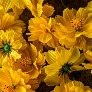 Close-up macro detail of Cosmic Yellow Cosmos flowers.