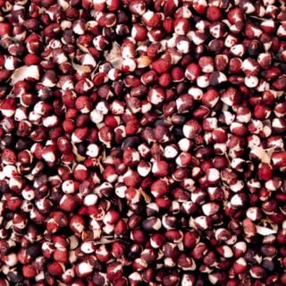 Razorback Cowpea close-up
