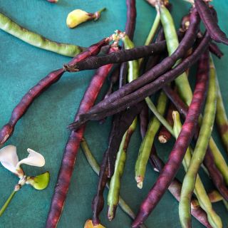 Purple Hull Pinkeye Cowpeas in pods.