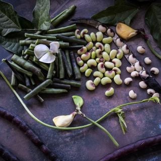 Purple Hull Pinkeye Cowpea 