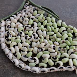 California Blackeye Pea in multiple shades.