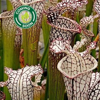 Pitcher Plant, Carnivorous White Topped (1 rhizome ships promptly)