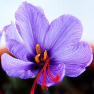 Detail of Saffron Crocus bloom growing in a pot.