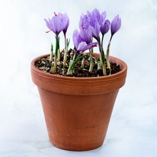 Saffron Crocus blooming in a terra-cotta pot against a light green background.