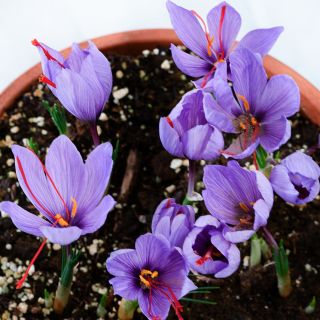 Overhead view of Saffron Crocus growing in a pot.