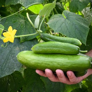 Beit Alpha Cucumber with blossom.