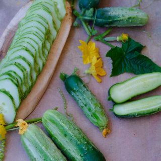 Boston Pickling Cucumber slices.