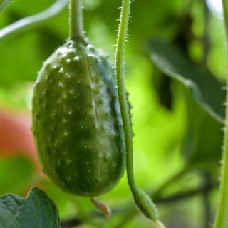 West India Burr Gherkin on vine in garden.