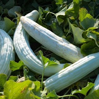 Armenian Yard-Long Cucumbers in garden.