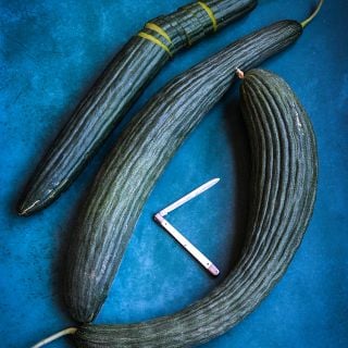 Metki Dark Green Serpent on blue background.