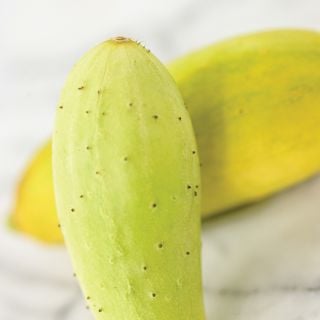 Poora Kheera Cucumbers on white background.