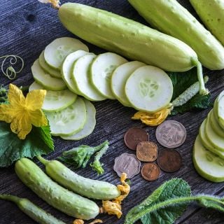 Poora Kheera Cucumbers with coins for size reference.