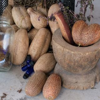 Sikkim Cucumbers