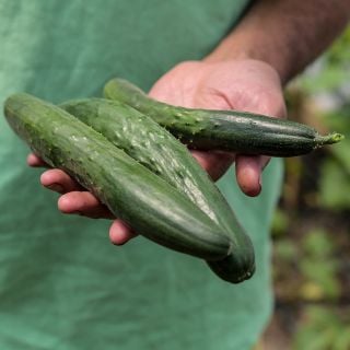 Gardener holding Tokiwa Tokyo Green Cucumbers.
