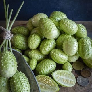 West India Burr Gherkin with coins for size reference.