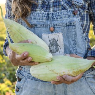 Xylangouro Melons being held in garden.