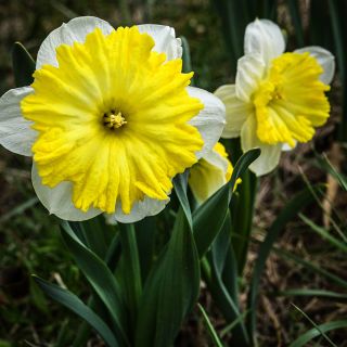 A couple of Dinnerplate Daffodils put out huge blooms in a rustic garden.