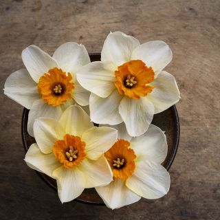 Barrett Browning blooms in brown bowl.