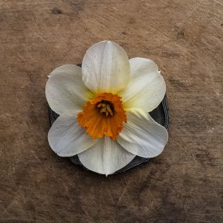 Single Barrett Browning bloom on wooden table.