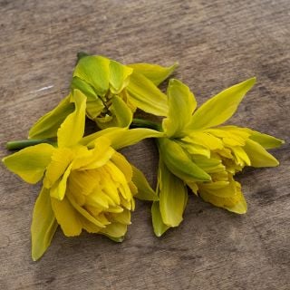 Close-up detail of Von Sion Daffodils on wooden board.