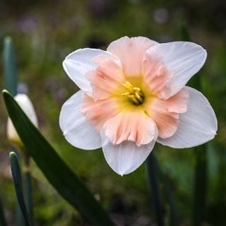 Close-up of a single Mallee Daffodil.