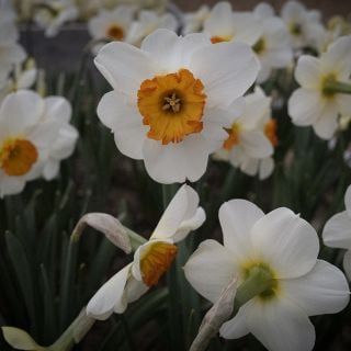 Barrett Browning blooming in garden.