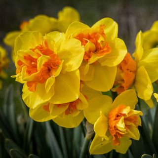 Small bouquet of Sizzling Fire Daffodil still growing in garden.
