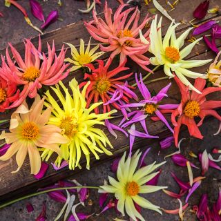 Cactus Flowered Mix Dahlia blooms on copper and wood background.