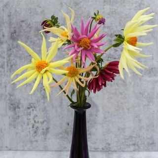 Cactus Dahlia bouquet in black vase against marble background.
