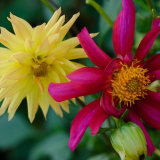 Duo of Cactus Dahlia blooms growing in garden.