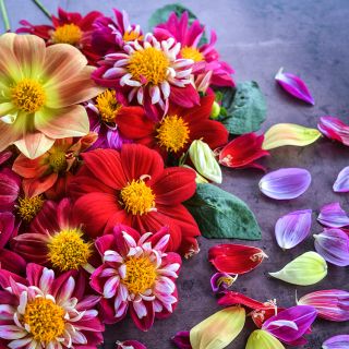 Close-up detail of Dandy Improved Dahlia flowers with petals on a brown background.