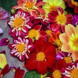 Overhead view of Dandy Improved Dahlias with petals on brown a background.