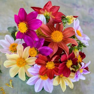 Close-up Mignon Single Mix Dahlia bouquet.