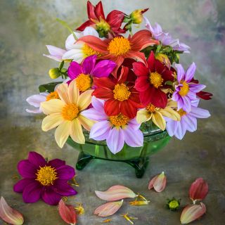 Mignon Single Mix Dahlia in green bowl and watercolor background.