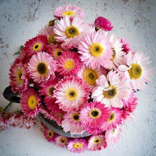 Overhead view of Pink Shades Paper Daisies in vase on a light background.